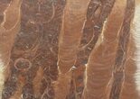 Polished Stromatolite (Jurusania) From Russia - Million Years #57554-1
